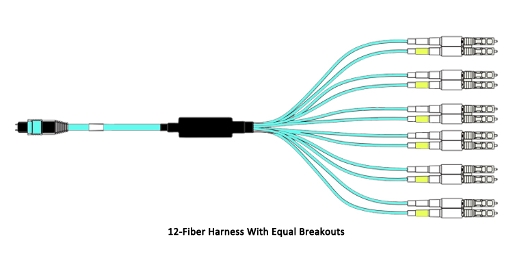 12-Fiber Harness With Equal Breakouts